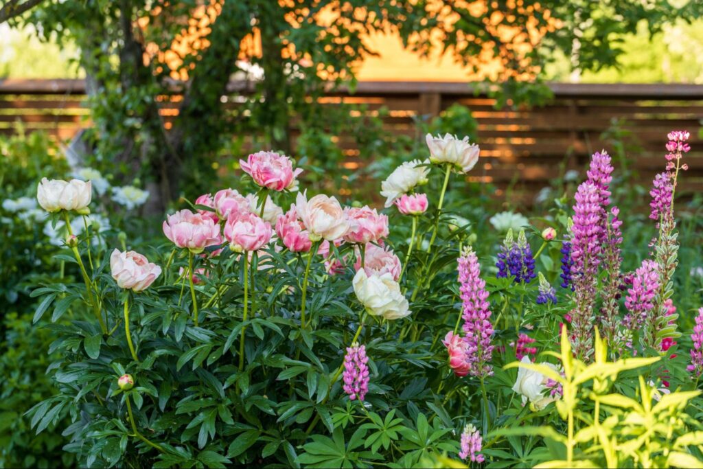 A museum garden with blooming pink and white peonies and tall purple lupines, with green foliage and a wooden fence in the background, an example of summer things to do in New Jersey.