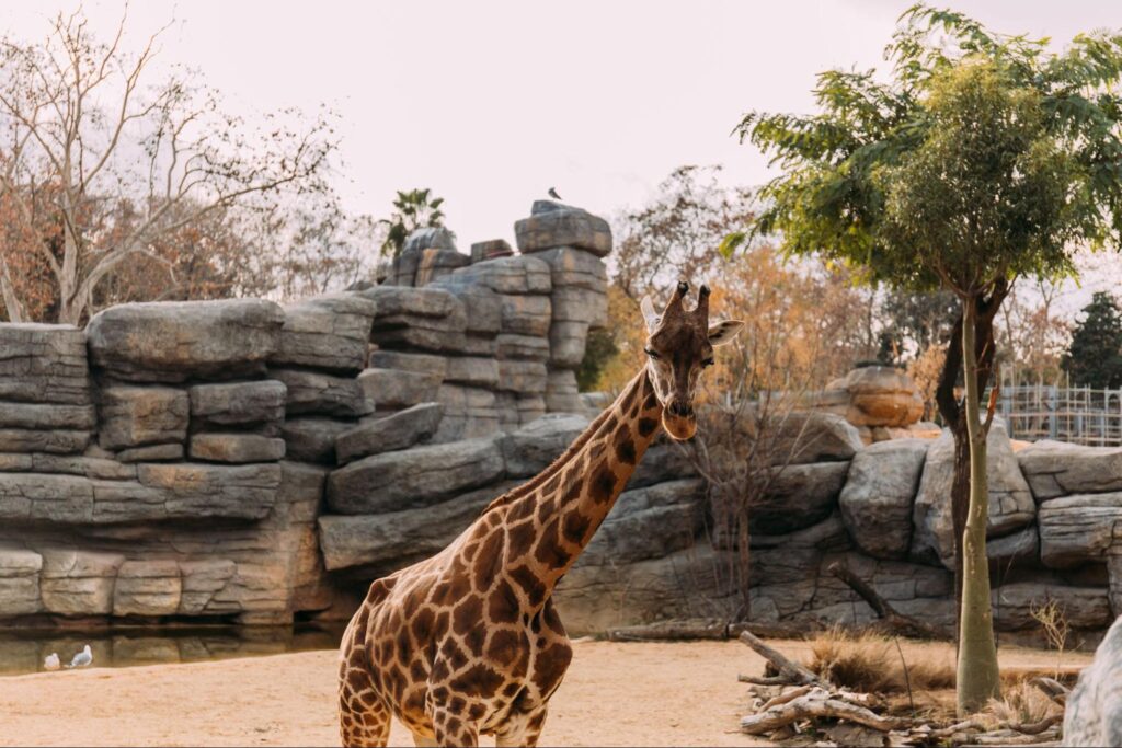 A giraffe stands on sandy ground in a New Jersey zoo enclosure with large artificial rocks, some trees, and sparse vegetation—an unexpectedly unique spot for Halloween ideas or a quirky Halloween date night.